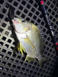 キチヌの釣果