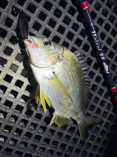 キチヌの釣果