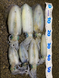 アオリイカの釣果