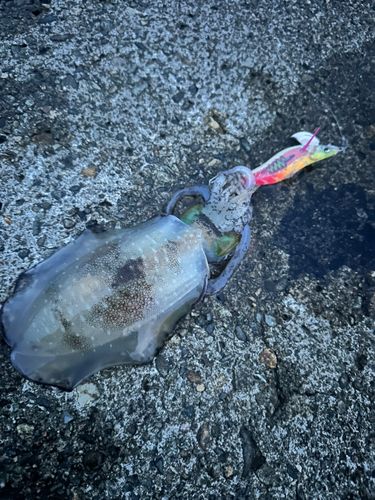 アオリイカの釣果
