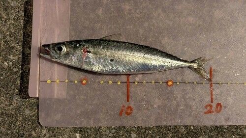 サバの釣果