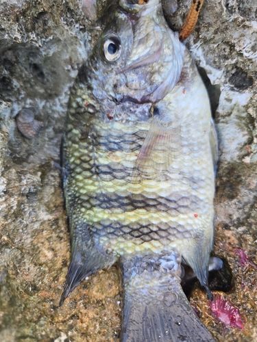 スズメダイの釣果