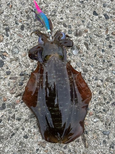 アオリイカの釣果
