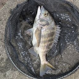 クロダイ