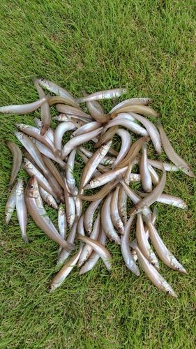 キスの釣果