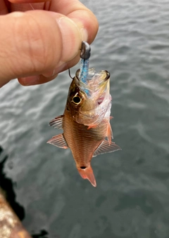ネンブツダイの釣果