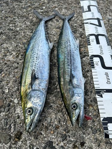 サゴシの釣果