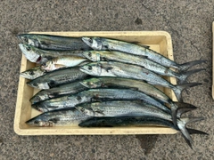 サゴシの釣果