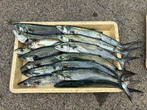 サゴシの釣果