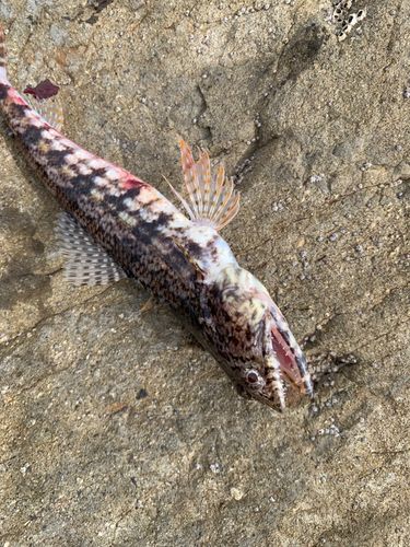 エソの釣果