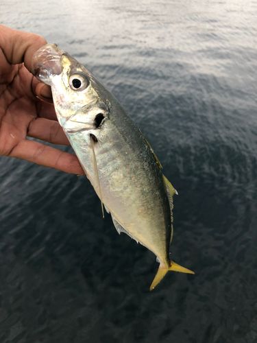 マルアジの釣果