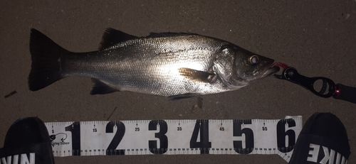ヒラスズキの釣果