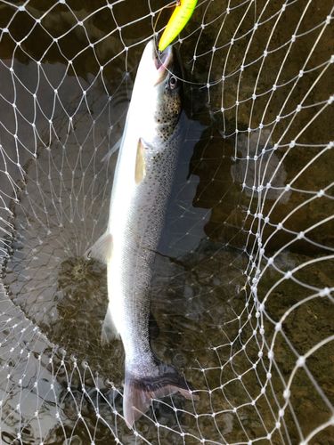 イトウの釣果
