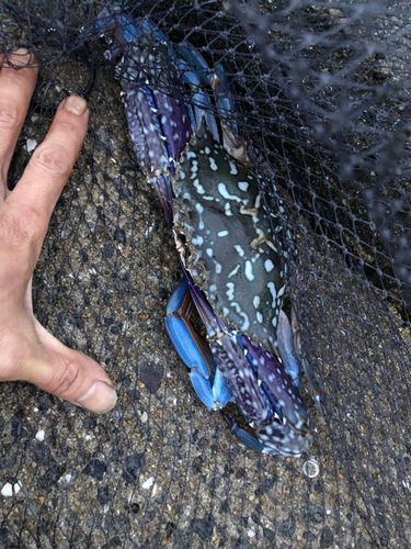タイワンガザミの釣果