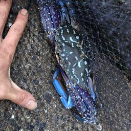 タイワンガザミ