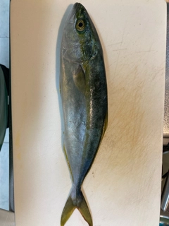 コゾクラの釣果