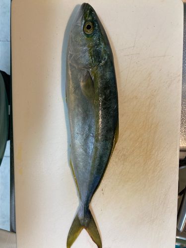 コゾクラの釣果
