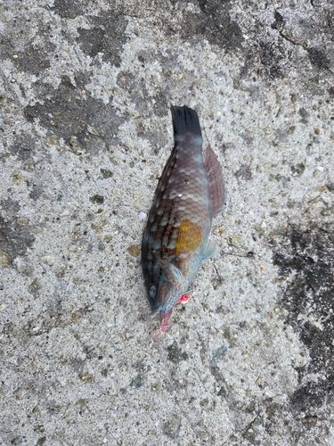 ベラの釣果