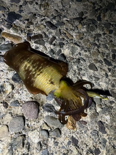 アオリイカの釣果