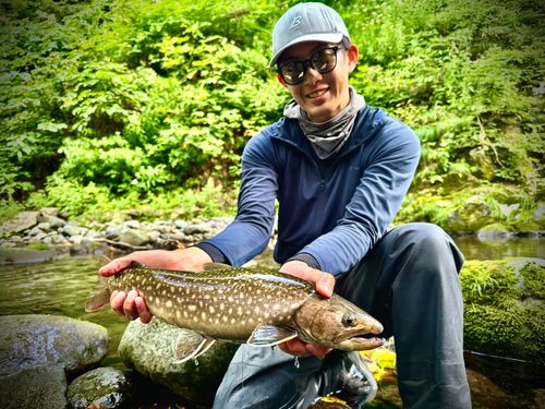 アメマスの釣果