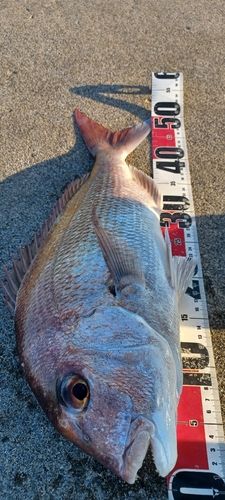 タイの釣果