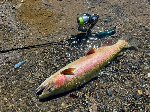 ニジマスの釣果