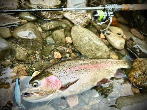 ニジマスの釣果