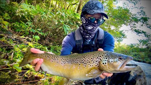 ブラウントラウトの釣果