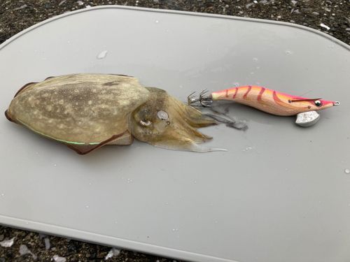 コウイカの釣果