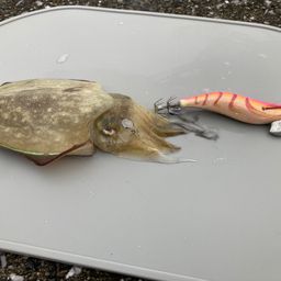 コウイカ