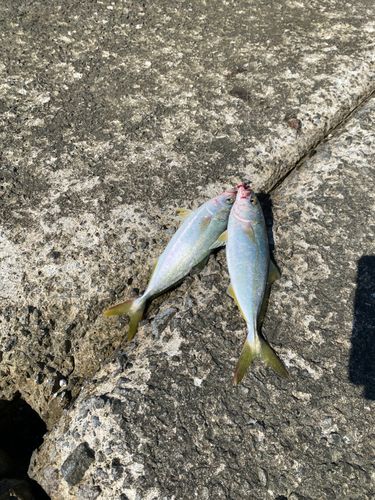 ワカシの釣果