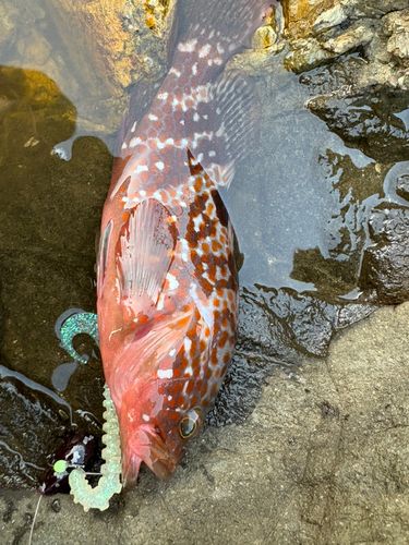 キジハタの釣果