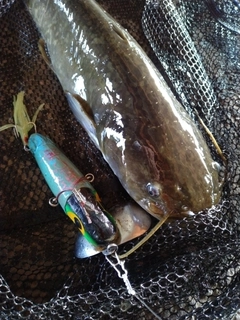 マナマズの釣果