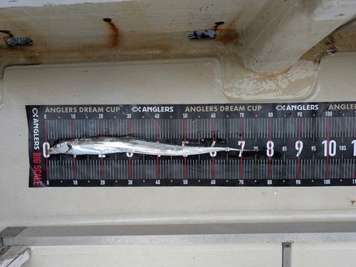 タチウオの釣果