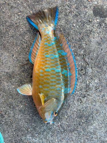 アーガイの釣果