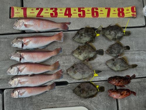 アマダイの釣果