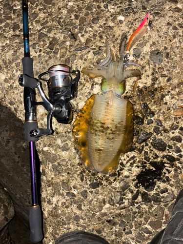 アオリイカの釣果