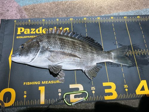 チヌの釣果