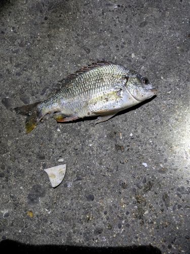 キビレの釣果