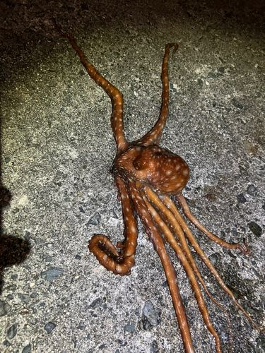 大津漁港