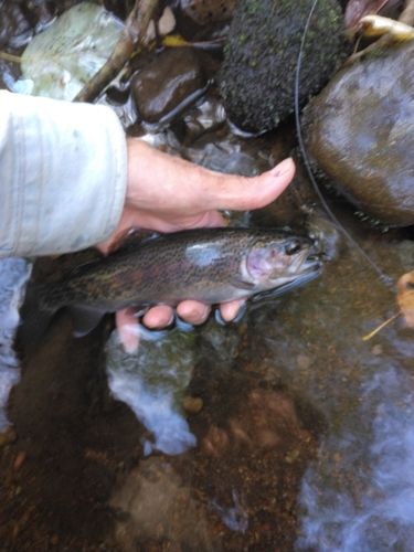 ニジマスの釣果