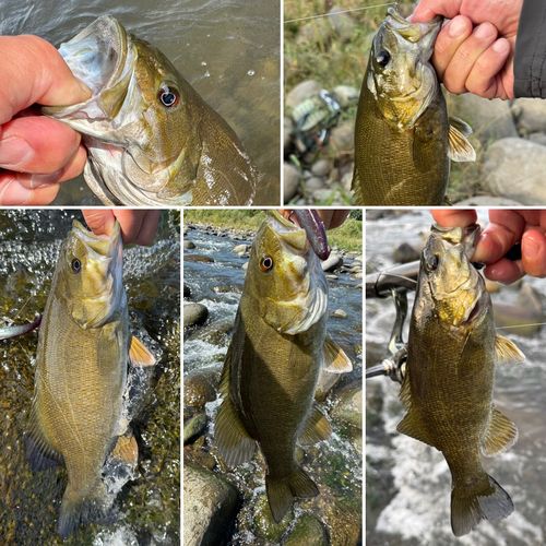 スモールマウスバスの釣果