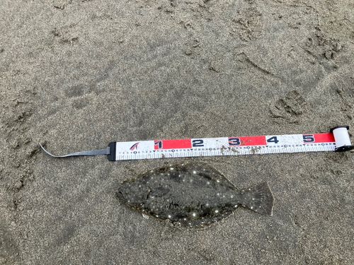 ソゲの釣果