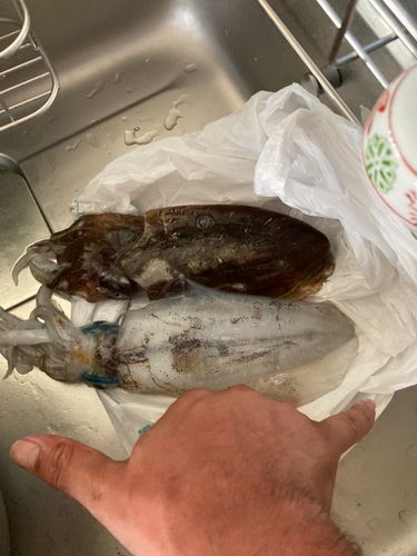 島陰湾