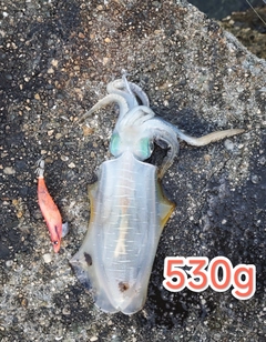 アオリイカの釣果