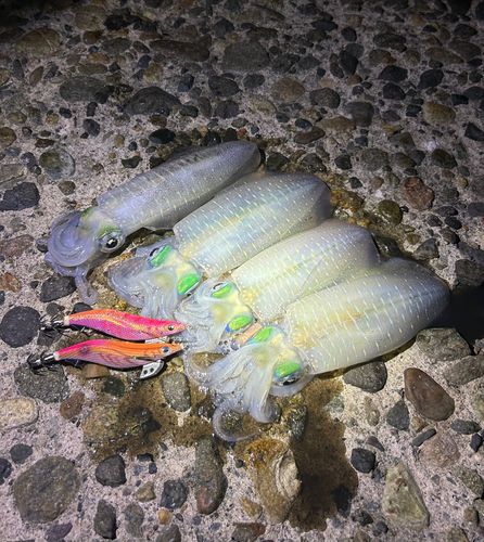 アオリイカの釣果