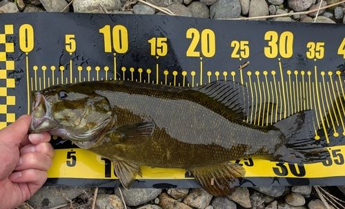 スモールマウスバスの釣果