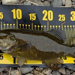 スモールマウスバス