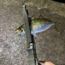 アジ