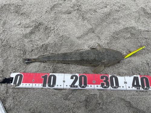 マゴチの釣果